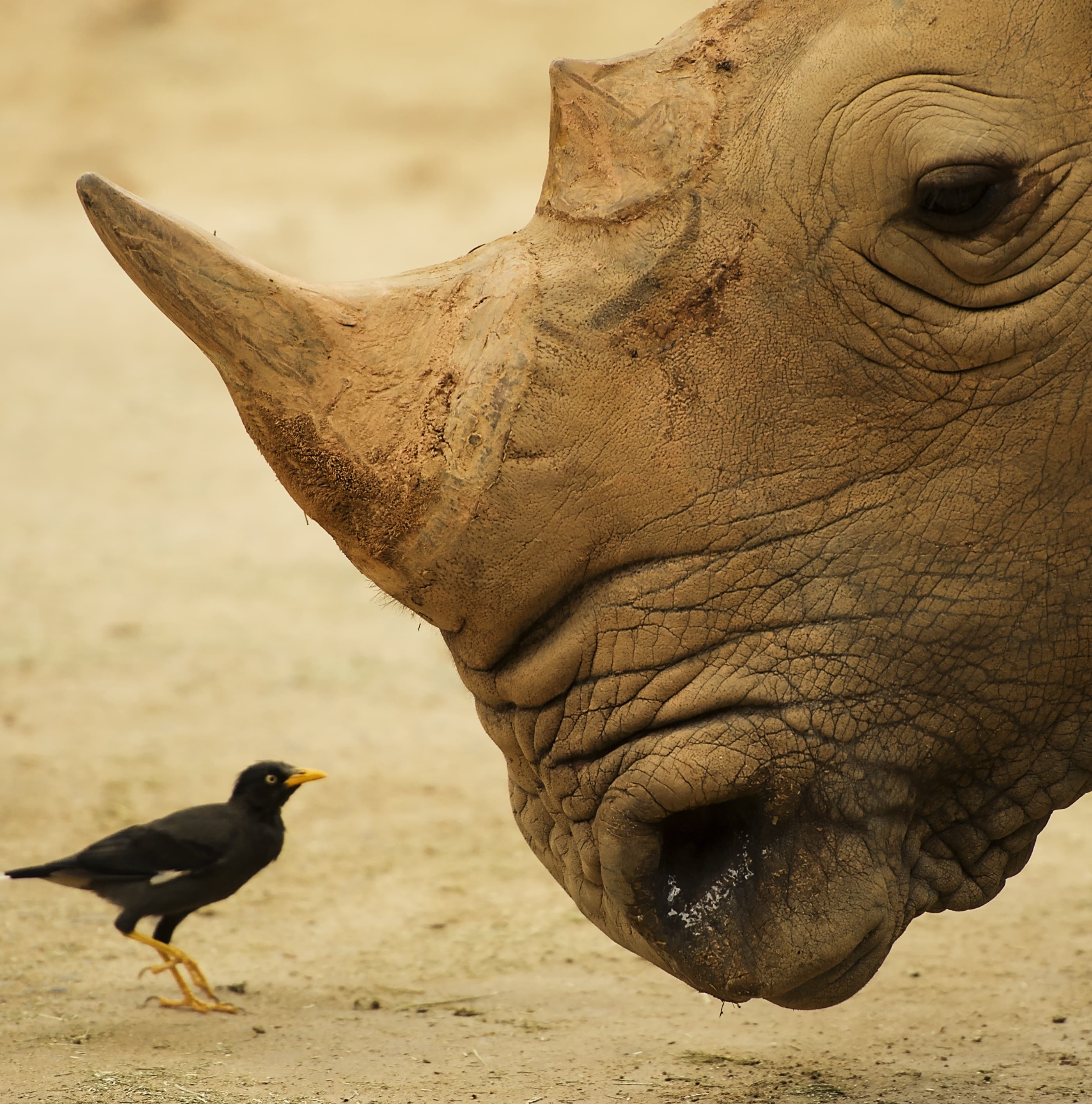 Rhino meets a small bird